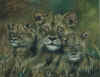 Three lions.jpg (64936 bytes)