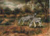 Zebras.jpg (69827 bytes)